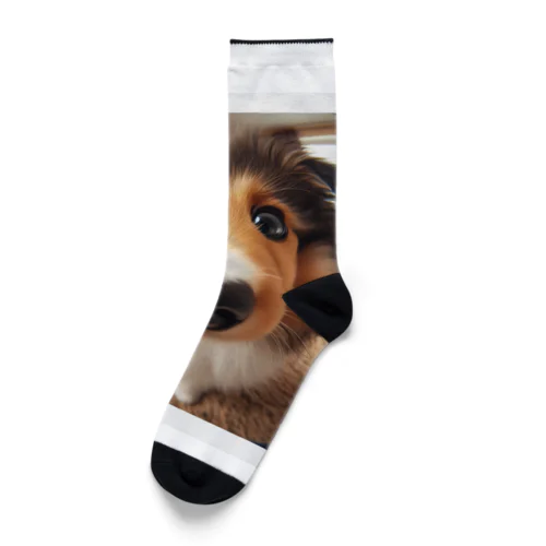 collie Socks