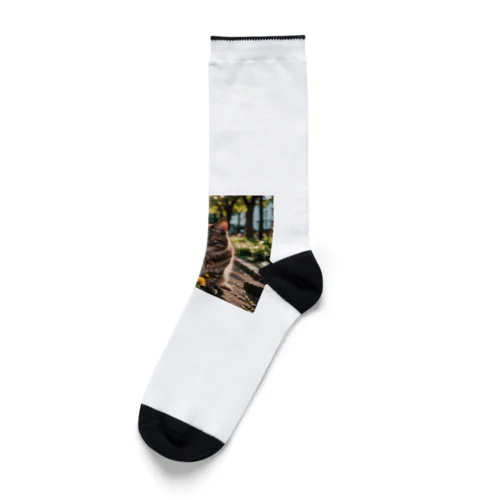 旅する猫 Socks