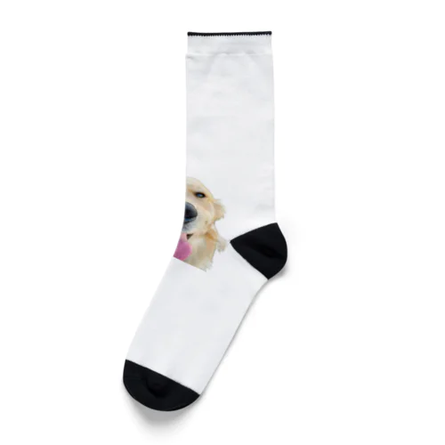 うちの子　ゴールデンレトリバー Socks