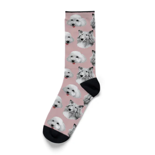 愛犬サクラとゆず君 Socks