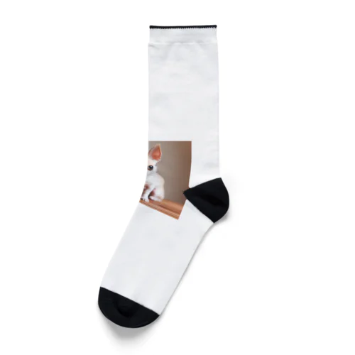チワワの可愛らしい写真です！ Socks
