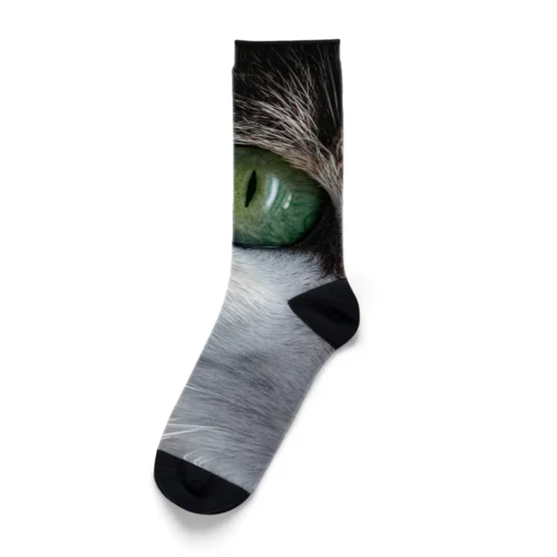 猫（片目） Socks