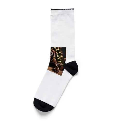 カフェレトリーバー Socks