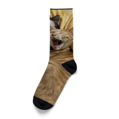 キュートな猫猫あくび Socks