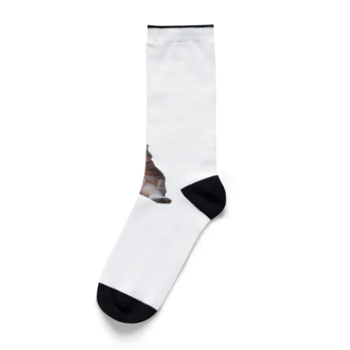 ダイエット中の猫 Socks