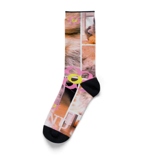 ぽめのたぬ Socks