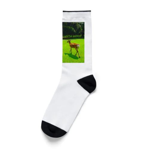 奈良公園の鹿が変える姿 Socks