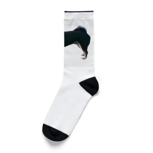 黒芝犬 ジャック Socks