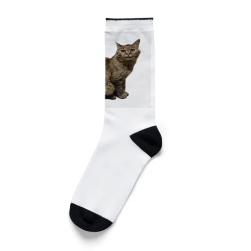 保護猫 ポポちゃん Socks