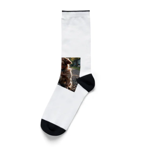 日の影に隠れる犬 dog sunshin opposite Socks