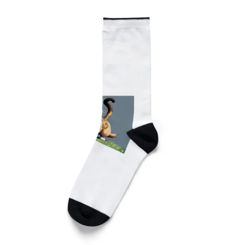 踊る猫 Socks