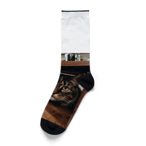 隠れる猫 Socks