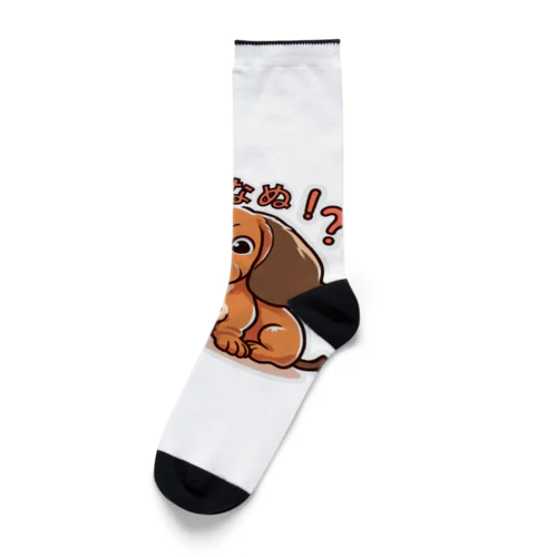 驚いたミニチュアダックスフンド Socks