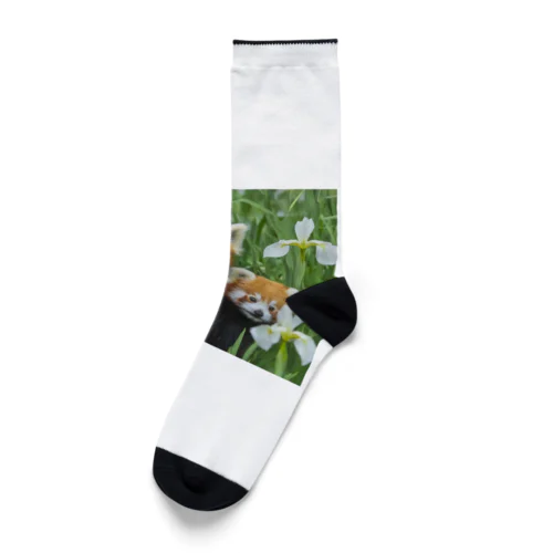 レッサーパンダの親子 Socks