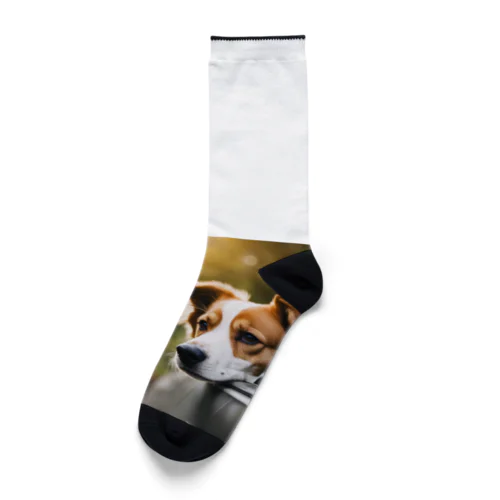 車に乗っている犬の顔 Socks