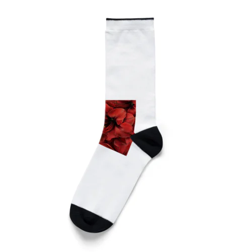 アマリリス　真っ赤な綺麗な花 Socks