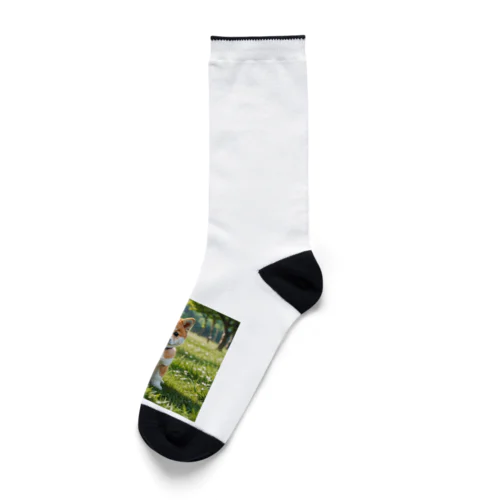 犬くん Socks