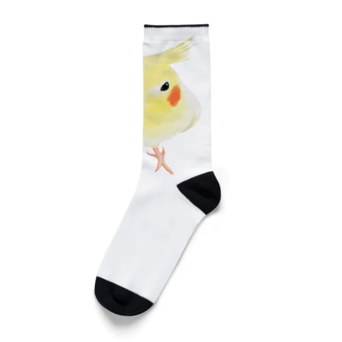 オカメインコ　おすましルチノー【まめるりはことり】 Socks