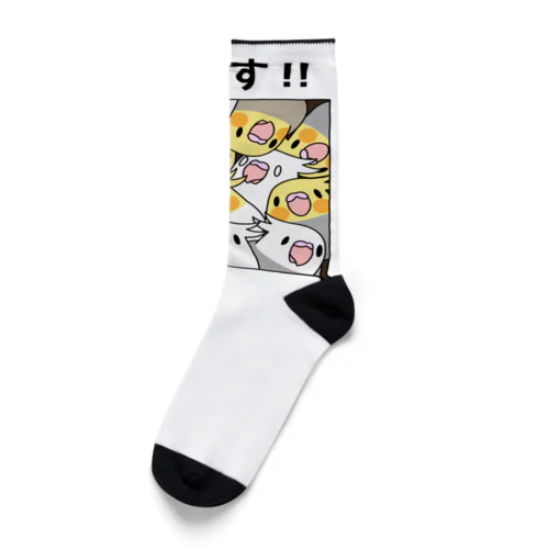 密です！オカメインコさん【まめるりはことり】 Socks