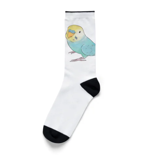 セキセイインコ　ちょこんとせきせいんこーず【まめるりはことり】 Socks