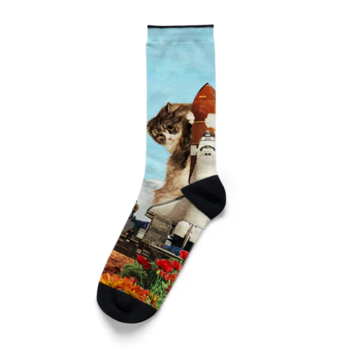 シャトル猫 Socks