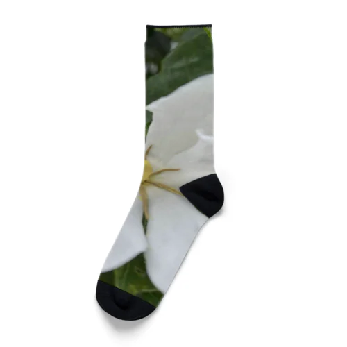 梔子の花 Socks