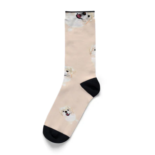 ポメペキちゃん好きな人集合！ Socks