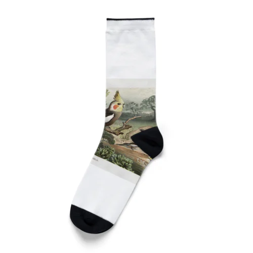 オカメインコ Socks