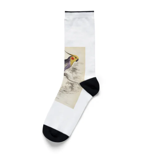 博物画　オカメインコ Socks