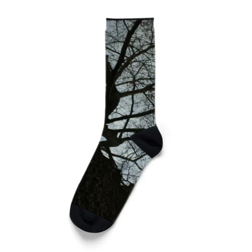 201805051602001　春の樹木 Socks