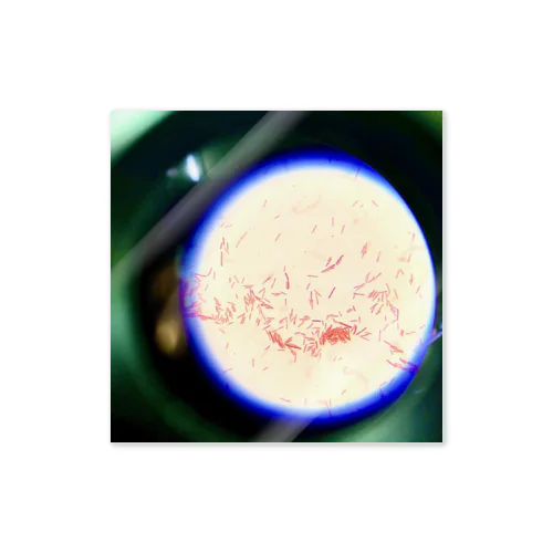 Gram-negative bacilli Micrograph Sticker