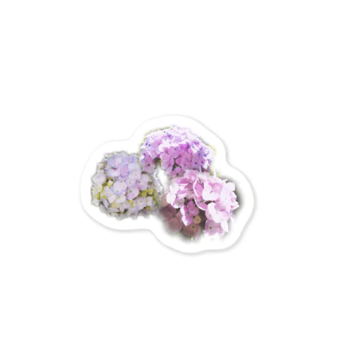 hydrangea Sticker