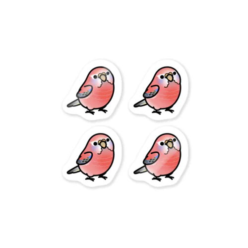 Chubby Bird アキクサインコ　ローズ　 Sticker