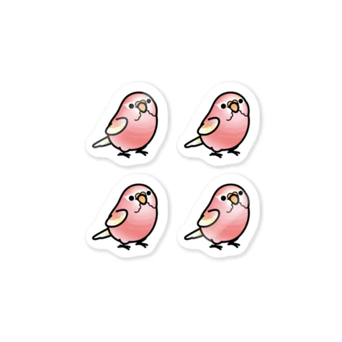 Chubby Bird アキクサインコ　ルビノー　 Sticker