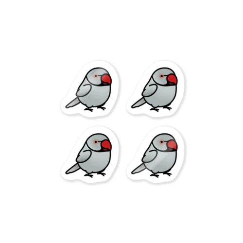 Chubby Bird ワカケホンセイインコ　グレー　男の子　 Sticker