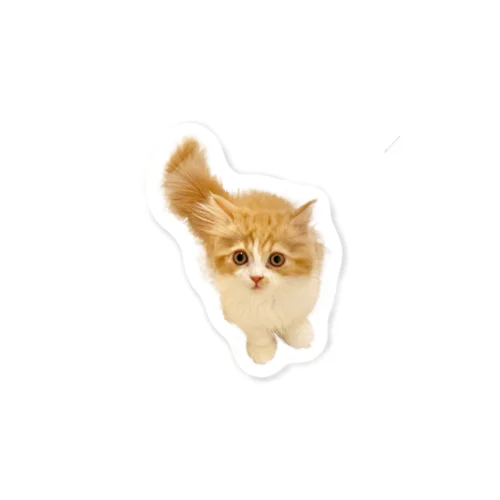 こっちをみるねこ Sticker