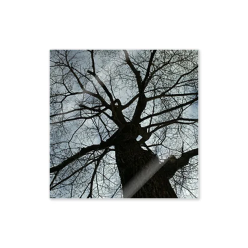 201805051602001　春の樹木 Sticker