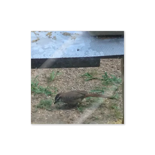 野鳥さん ステッカー