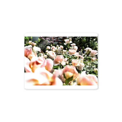 ヴィンテージピンクの薔薇 Sticker