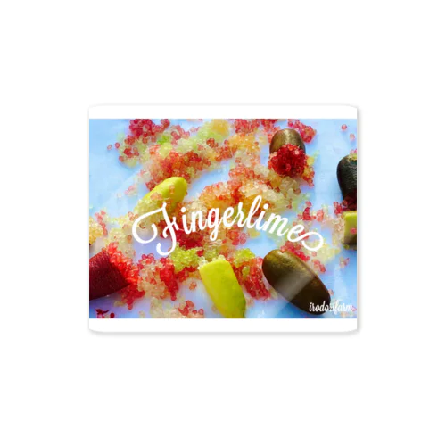 Fingerlime(フィンガーライム) Sticker