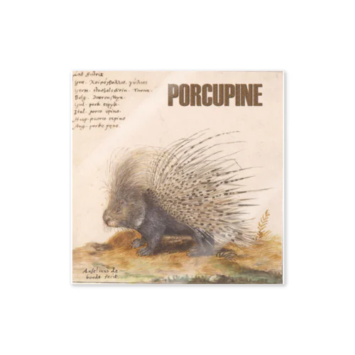 PORCUPINE　ヤマアラシ ステッカー