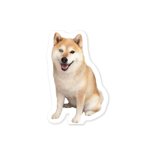 柴犬チビちゃん Sticker