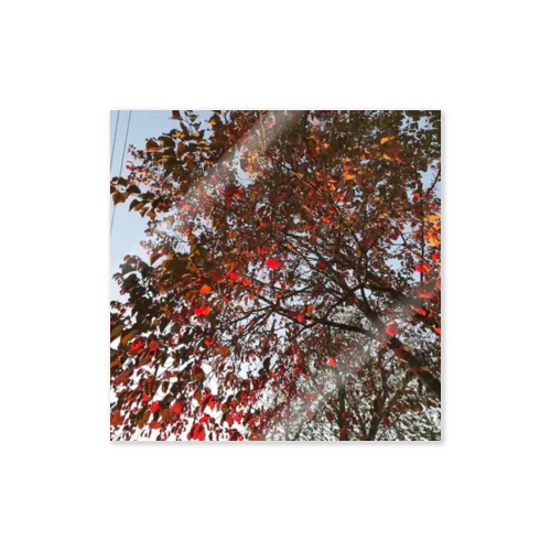 201910181619002　桜の紅葉 Sticker