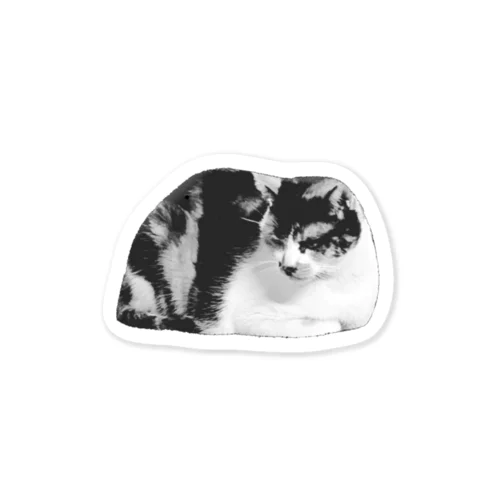 ちょむんち猫 Sticker