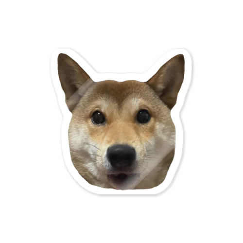 ショックを受けている柴犬 Sticker