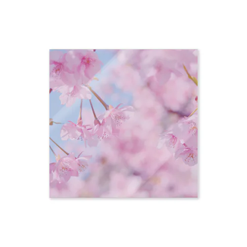 光桜 Sticker