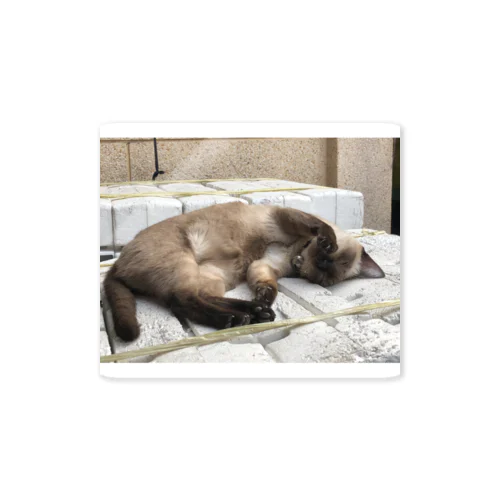 アジアの街猫-招き眠り猫 Sticker