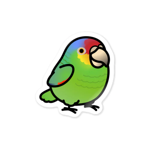 Chubby Bird キホオボウシインコ ステッカー