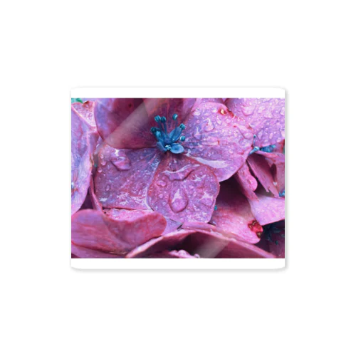 花と雫01 Sticker