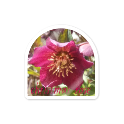 christmas rose Sticker